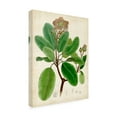 thumbnail image 2 of Trademark Fine Art 'Verdant Foliage VI' Canvas Art by Vision Studio, 2 of 4