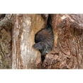 thumbnail image 3 of Cumming, Jim 14x11 Black Modern Framed Museum Art Print Titled - Baby Porcupine In Tree, 3 of 5