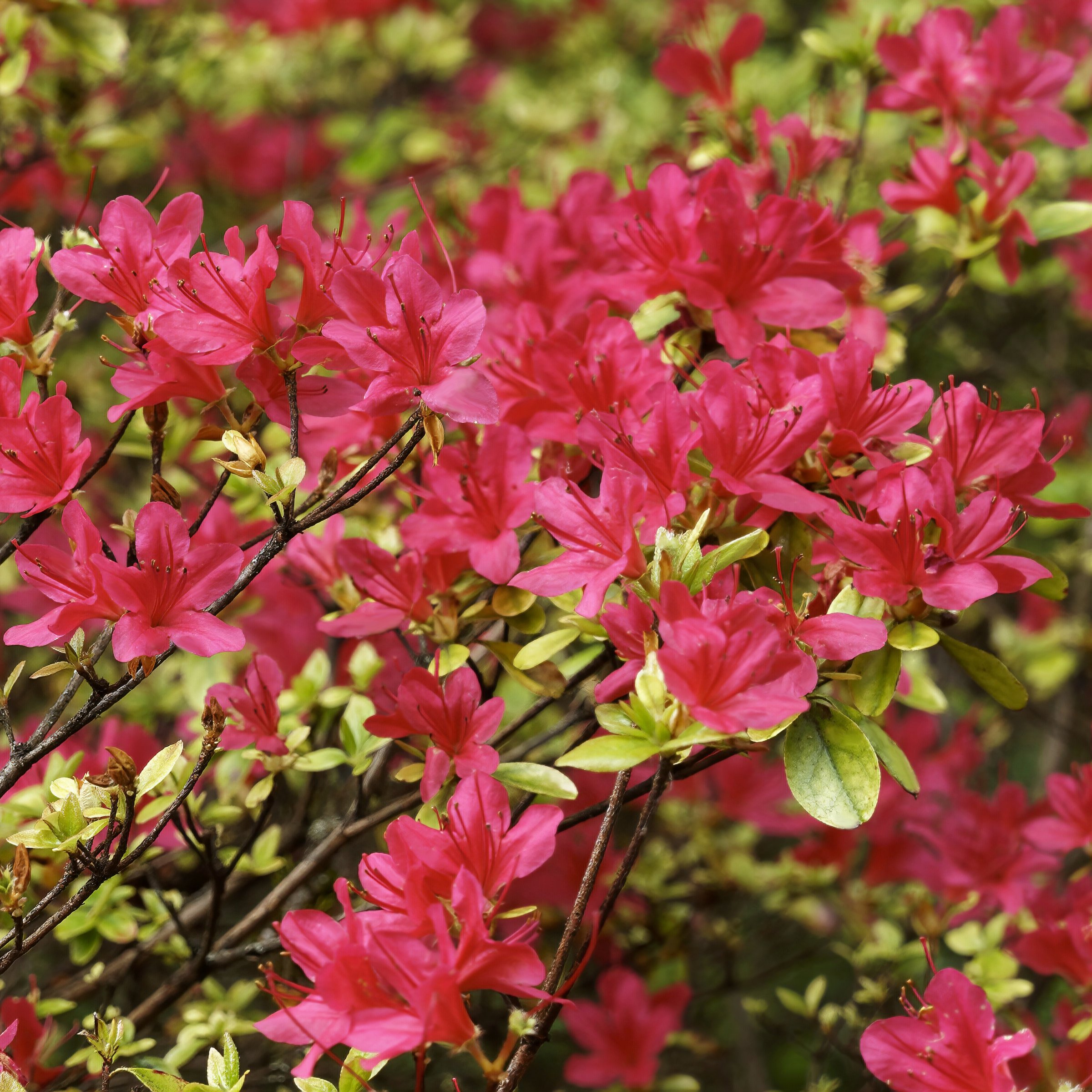 3 gal Azalea Massasoit Live Shrub Condition with Partial Sun Shade