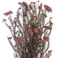 thumbnail image 2 of Vickerman 16" Purple Orchid Rice Flower. Comes in a 4.25 oz Bundle. Preserved, 2 of 4