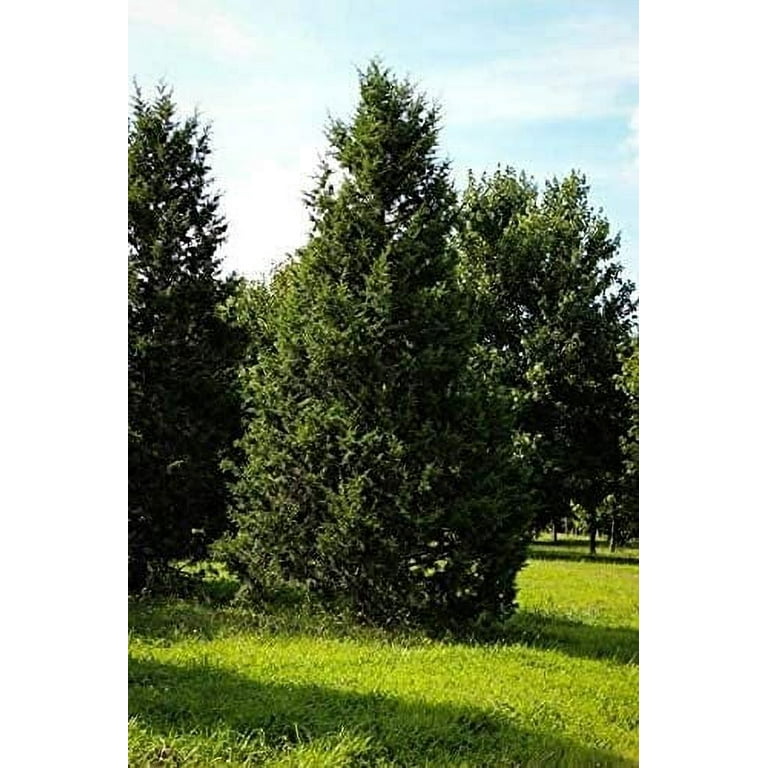 Keteleeri Juniper 1 Live Gallon Size Tree Juniperus Keteleeri Juniper 1 Live Gallon Size Tree Juniperus