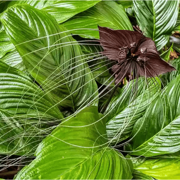 Set 2 Black Tacca Plants Live for Planting, Tacca Chantrieri Plants for Garden 3 to 6 Inch Tall 2 Inch Pot