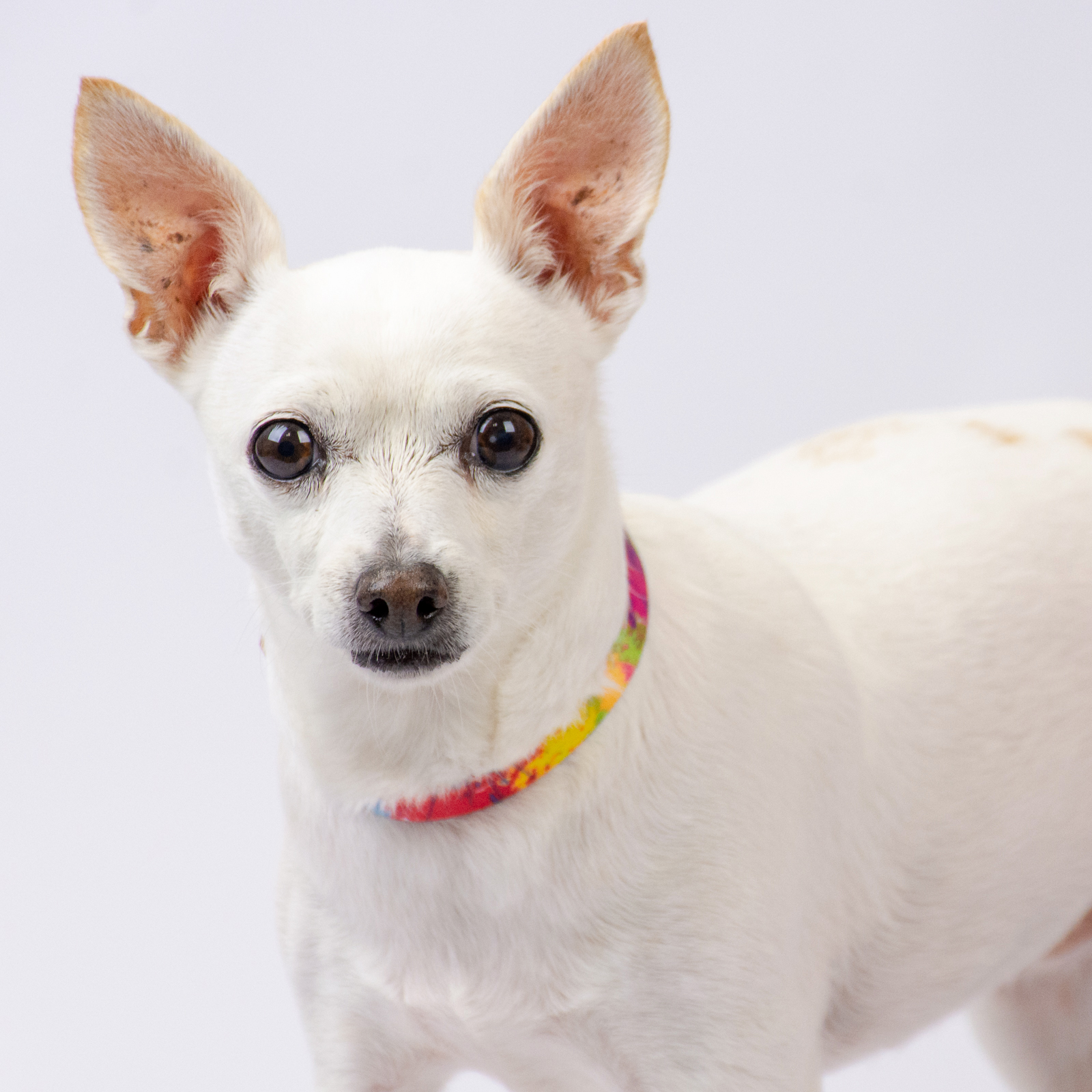 Country Brook Petz® Premium Paint Splatter Dog Collar and Leash, Medium - image 3 of 8