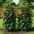 thumbnail image 3 of Triple Crown Blackberry Starter Plants - Set of 2, Thornless Berry Bush, Full Sun, USDA Zones 5 to 9, Ships Bare Root, No Pot, 3 of 8