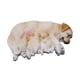 thumbnail image 4 of Figura de perro en miniatura,Figura de perro en miniatura para decoración de jardín de hadas,Figura de animal en miniatura para maceta decorativa,Accesorios para casas de muñecas con, 4 of 8