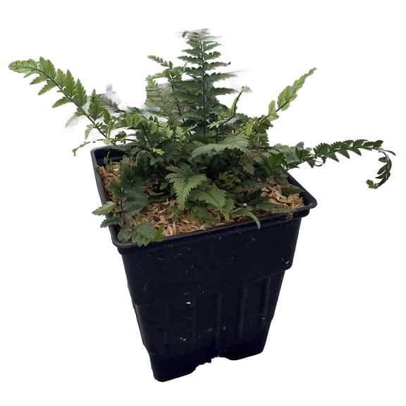 Korean Rock Fern - Polystichum tsus-simense - Quart Pot