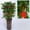 B, variant on New Year Decoration Set Spring Festival Chinese Knot Decoration Fortune New Year Family Restaurant Family Car Tree Spring Festival Decoration