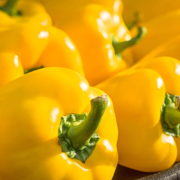 Sauvingon Blanc F1 Hybrid Sweet Pepper Seeds - 300 Mg Packet ~40 Seeds - Non-GMO, F1 Hybrid - Vegetable Garden - Capsicum annuum