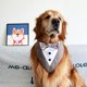 thumbnail image 3 of Collar de bandana de boda para perro con pajarita, esmoquin ajustable para perros, trajes formales para perros medianos y grandes, color marrón, 3 of 5