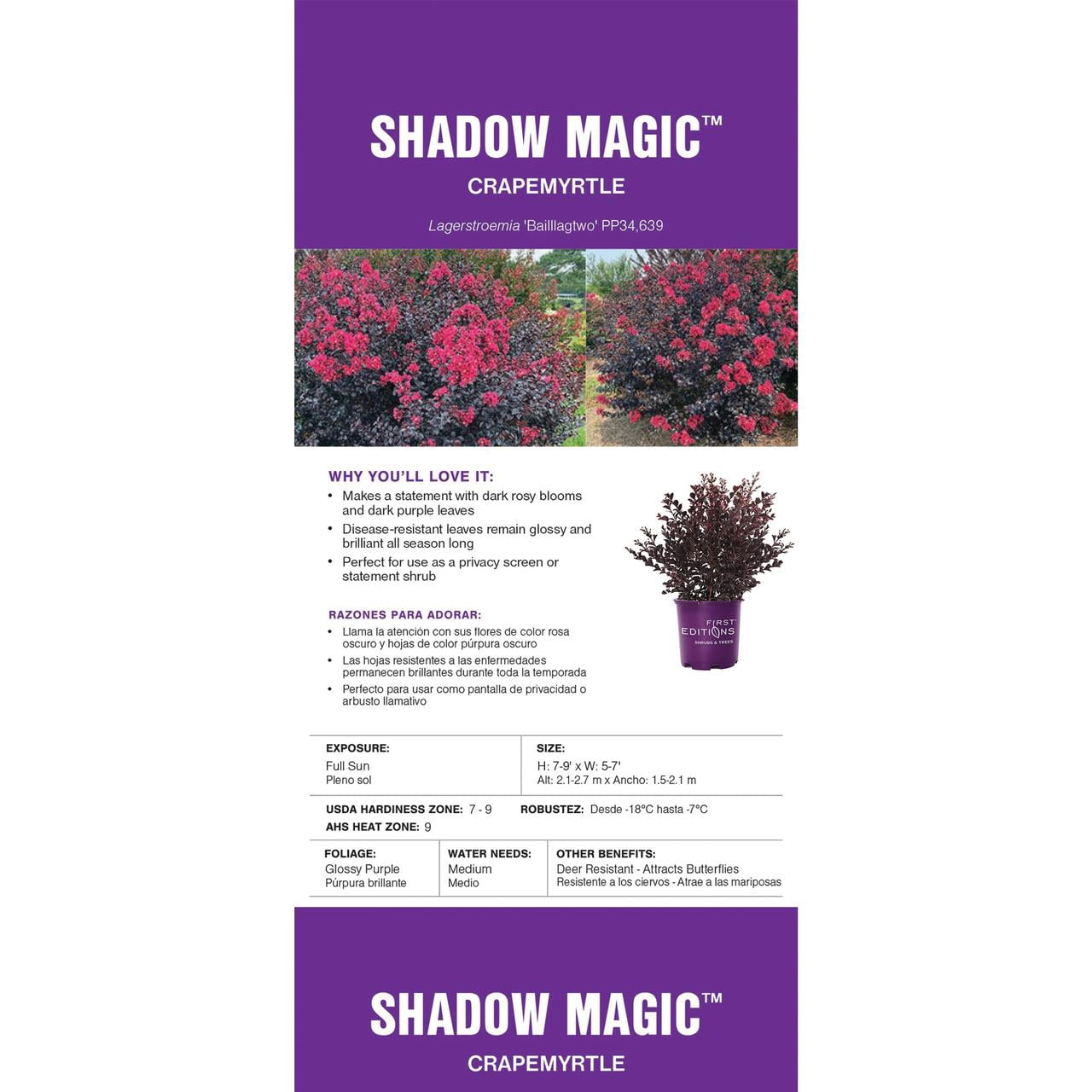 First Editions Shadow Magic Crape Myrtle Live Shrub in 2-Gallon Grower Pot