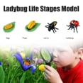 thumbnail image 3 of Stages Of , Insects Life Cycle Kit Teaching Learning  for Preschool, 3 of 7