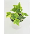 thumbnail image 3 of Algeriensis Ivy Hedera Variegata Live Plants | Elegant Evergreen Climber Indoor Sunlight Plant, 3 of 6