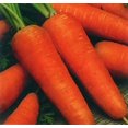 thumbnail image 3 of GSDWIUEW Sweet Carrot Alenka Early Red Heirloom Vegetable for Planting, 3 of 8
