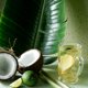 thumbnail image 3 of Té Harney & Sons Organic Green con Coco Fresh Brew 15 Bolsitas, 3 of 3