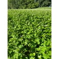 thumbnail image 4 of Hale Habitat & Seed Buckwheat Food Plot Seed, 5 lbs, 4 of 5