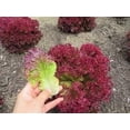 thumbnail image 3 of GSDWIUEW 2000+ Lolla Rossa Lettuce Seeds- All Heirloom Seeds- These Crisp, Tender Leaves Have a Delicate, Slightly Sweet Flavour and Beautiful Ruffled, deep Burgundy Colouring., 3 of 5