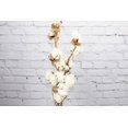 thumbnail image 2 of Real Touch Flowers - Fresh & Natural Cotton Flower - 1 Bunch (5 Stems), 2 of 2