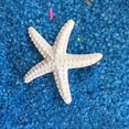 thumbnail image 4 of DVKOVI Mini Ocean Resin Animals Starfish Seashell Tiny Sea Models for Miniatures DIY Fish Tank Micro Landscaping One Size, 4 of 5