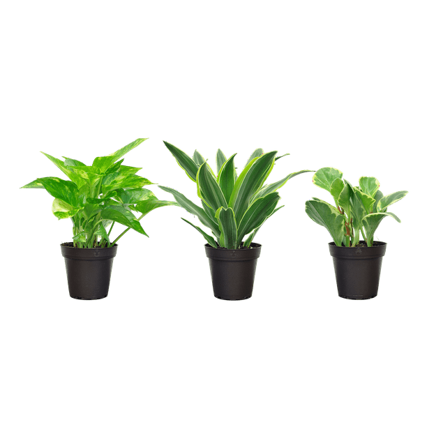 Costa Farms Live Indoor 8in. Tall Exotic Angel® Foliage Plants in 3.8in