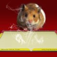 thumbnail image 2 of Injueey Trampa para ratas, 6 pack/lote, captura todas las placas adhesivas adhesivas de 6 piezas, almohadillas para ratones adecuadas para Repelente de insectos y plagas, 2 of 3