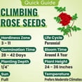 thumbnail image 4 of Climbing Rose Seeds for Planting Outdoors, Mixed Climbing Vine Rose Flower Seeds for All Seasons (B,500PC), 4 of 10