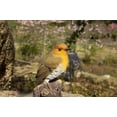 thumbnail image 5 of Battery Operated Singing Robin Outdoor Garden Statue - 5.25", 5 of 6