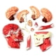 thumbnail image 4 of Medical-Torso Human Body Model Education Head Muscles Nerve Organs Model for Student Teaching Study, 4 of 5
