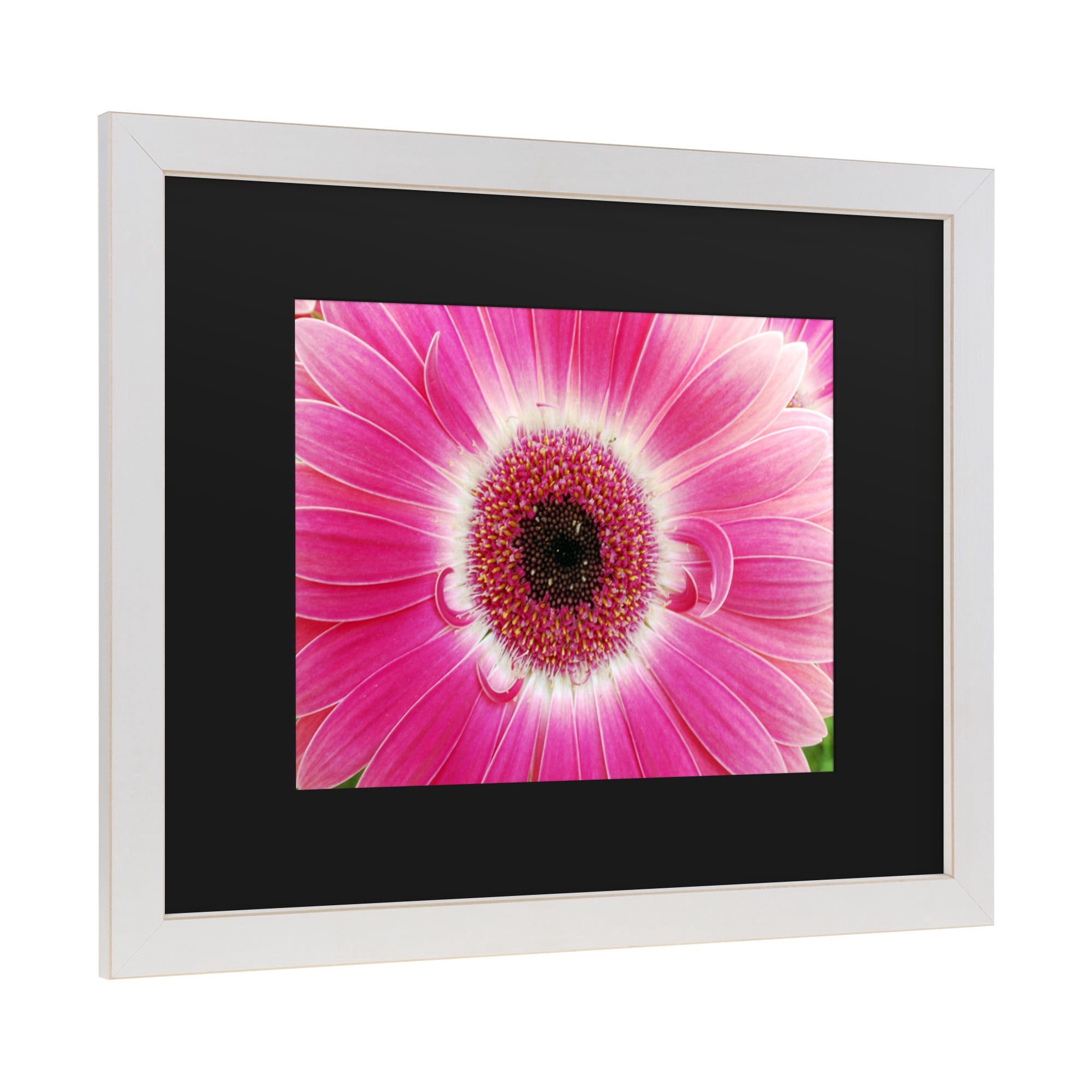 Trademark Fine Art 'Pink Gerber' Canvas Art by Kurt Shaffer