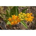thumbnail image 4 of 10 *Seeds SILKY GOLD MILKWEED Butterfly Weed Asclepias Curassavica Monarch Flower Seeds, 4 of 10