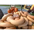 thumbnail image 4 of TomorrowSeeds - Turkey Neck Pumpkin Seeds - 20+ Count - For 2026 Planting Pennsylvania Dutch Long, 4 of 9