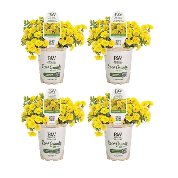 Proven Winners 4" Superbells Double Yellow Calibrachoa Live Plant in 4.25" Pot (4 Count)