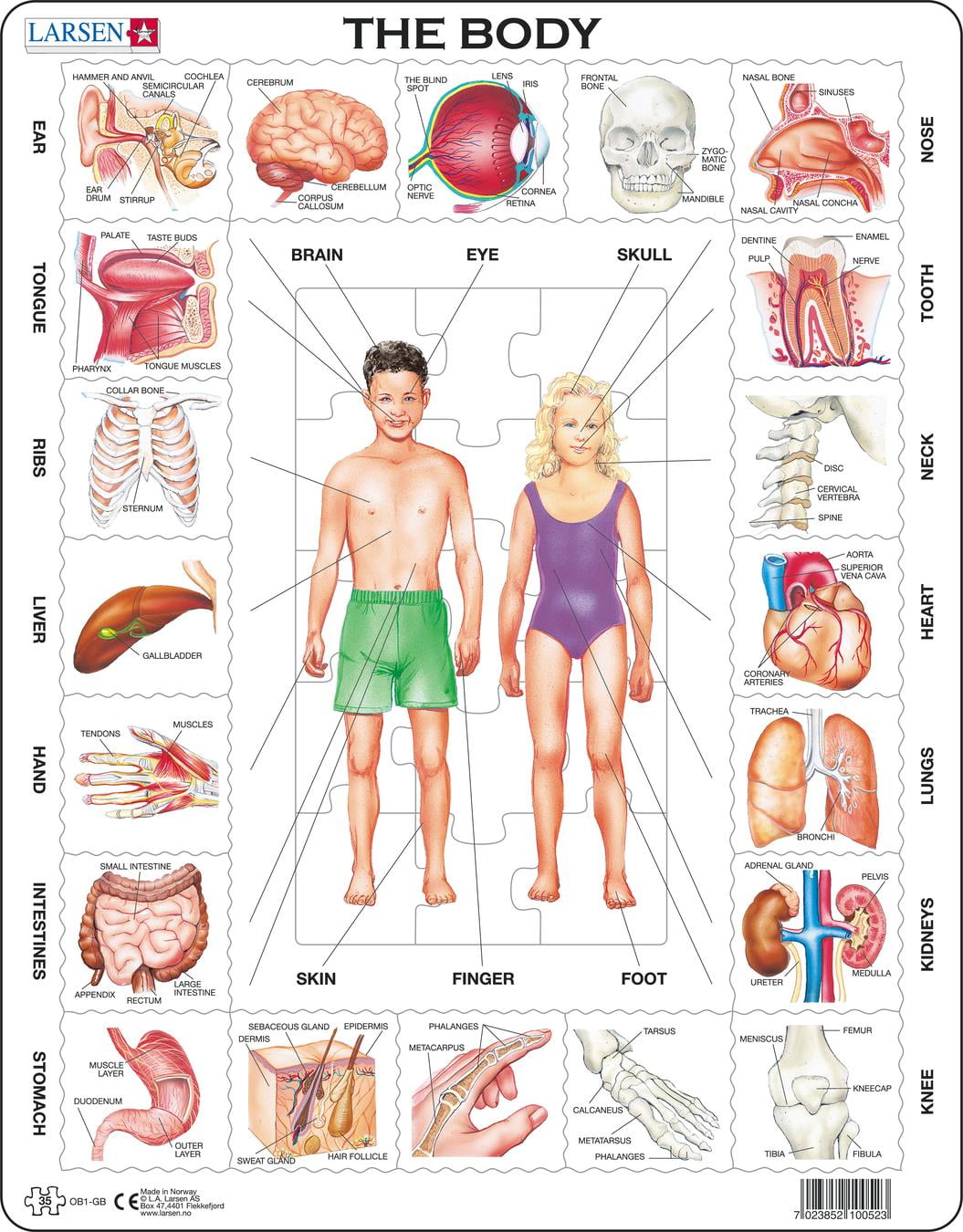 Larsen Puzzles The Body Children s Educational Jigsaw Puzzle 35 Piece