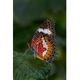 thumbnail image 2 of Jaynes Gallery 13x18 White Modern Wood Framed Museum Art Print Titled - Indonesia-Bali Malay lacewing butterfly on leaf, 2 of 4