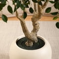 thumbnail image 3 of 8ft Artificial Ficus Tree with 18 inch White Planter, Tall Fake Ficus Trees for Indoor, Faux Ficus Silk Tree, Large Ficus Plants for Home Decor and Housewarming Gift, 3 of 8