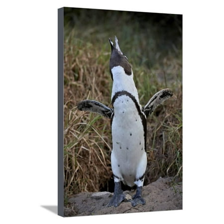 African Penguin (Spheniscus demersus) calling, Simon's Town, near Cape Town, South Africa, Africa Stretched Canvas Print Wall Art By James