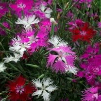 Outsidepride Dianthus Superbus Mix - 10000 Seeds