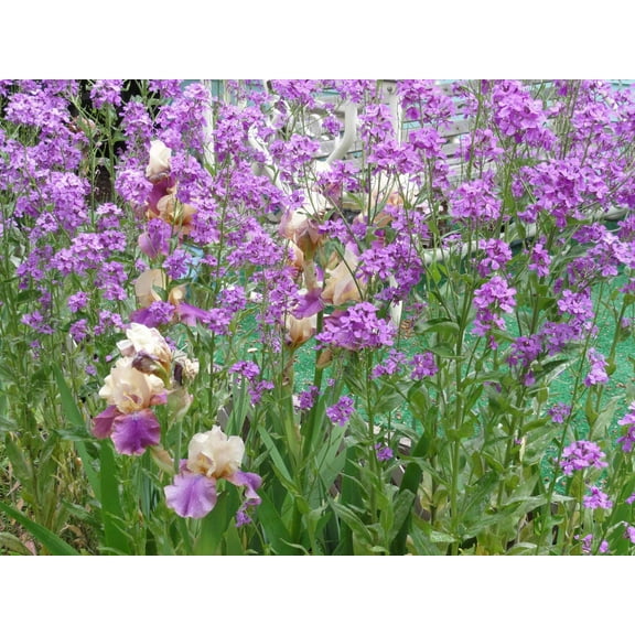 Sumerlin Irises Wall Decal