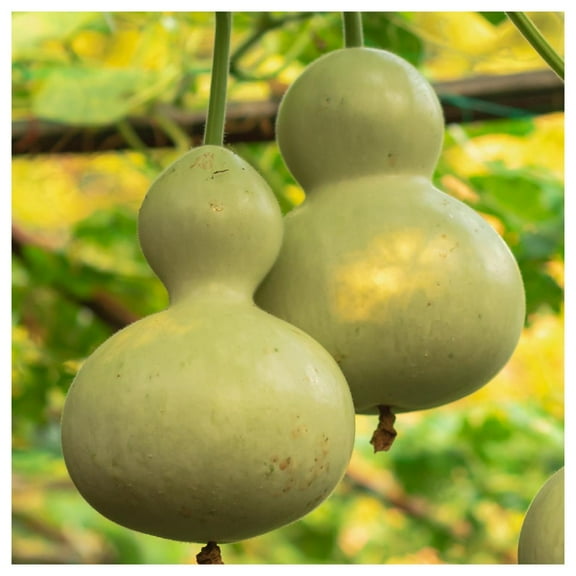 Everwilde Farms - 1 oz Birdhouse Bottle Gourd Seeds - Gold Vault Bulk Seed Packet