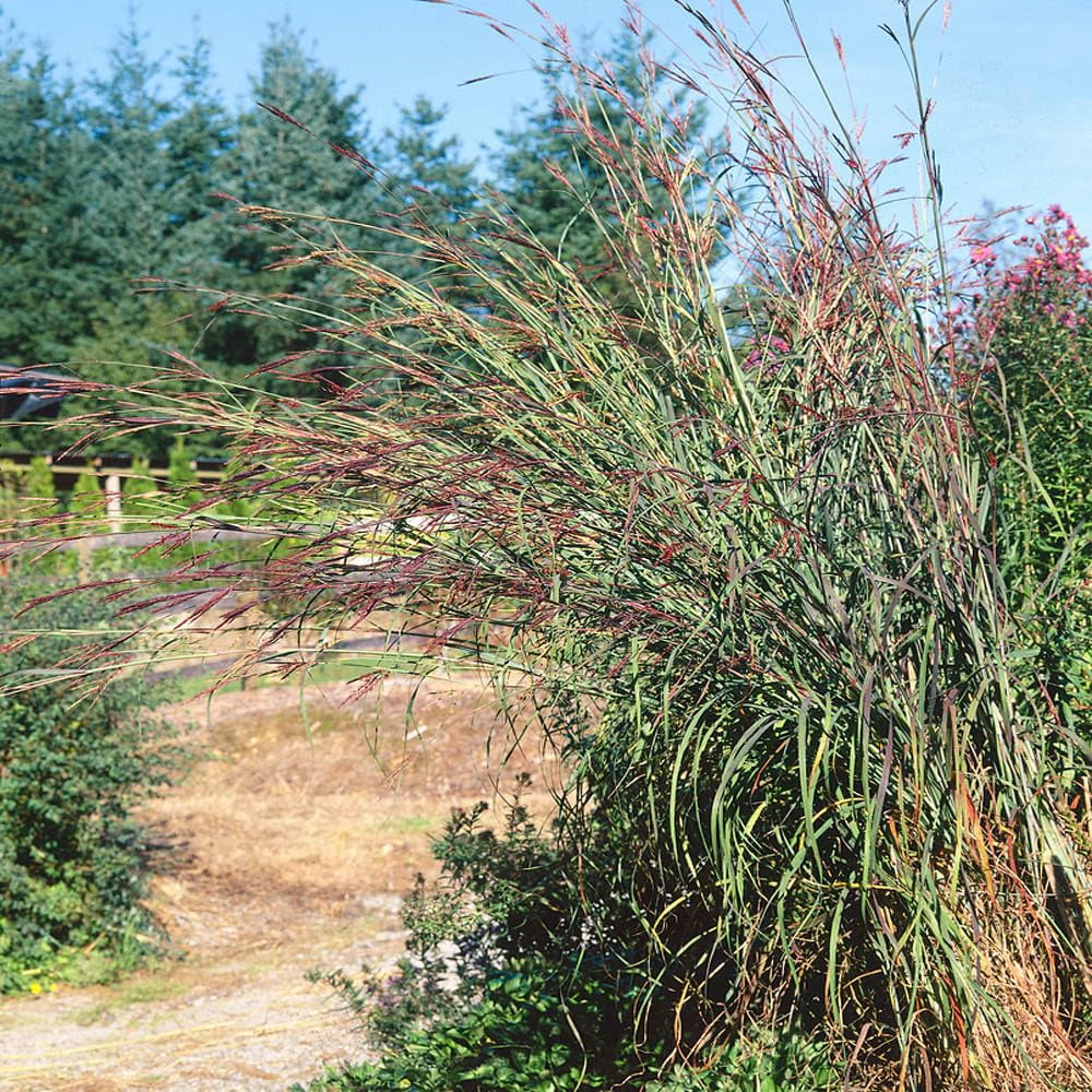 Outsidepride 5 lb. Perennial Andropogon Big Bluestem Warm Season Native Prairie Grass Seed