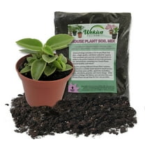 Peperomia Shining Bush and Soil Mix Combo - Live Plant in a 4 Inch Pot with 1 Quart Houseplant Soil Mix -Peperomia Cubensis with Custom Soil Blend