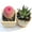 A, variant on Rare Cactus Succulent Plants | Live House Plants for Home, Office, and Garden Decoration.