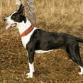 thumbnail image 3 of Pet Artist Spiked Studded Genuine Leather Dog Collar Large Dog Heavy Duty Training for Pitbull Boxer, 3 of 8