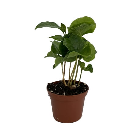 Coffee Bean Plant - 2.5" Pot - Coffee Arabica