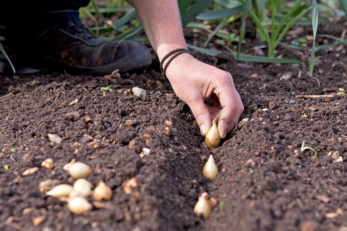 Mixed Red, White and Yellow Onion Sets 1 Pound, Non-GMO Bulbs for Planting - Onion Assortment