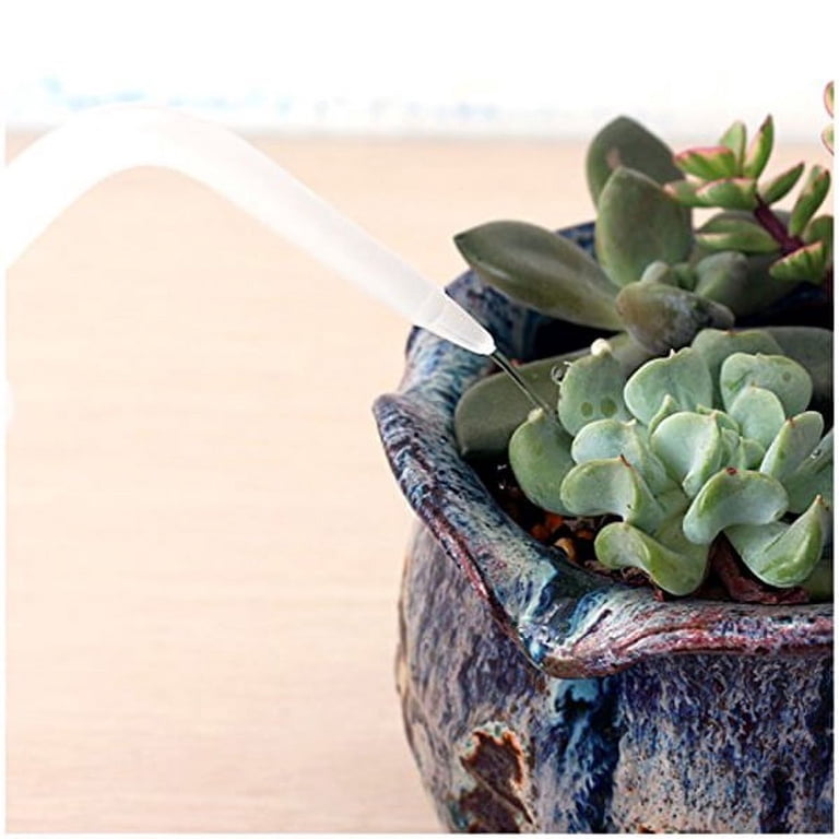 succulent arrangement ideas Best Succulent Arrangements in Veronica Saucer