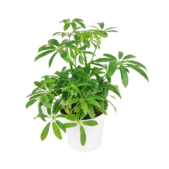 Schefflera Arboricola - Dwarf Umbrella Tree (4" Grower Pot) - Tropical Houseplant