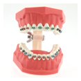 thumbnail image 4 of Dentalmall Typodonts Modelo de demostración de ortodoncia con alambres de metal y soporte Modelo de interpretación de enseñanza aprendizaje para adultos y niños (soporte de metal), 4 of 5