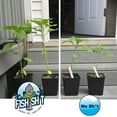 thumbnail image 4 of Fish Head Farms Soil Conditioner - Organic Fertilizer for Increased Yield and Flavor - Plant Fertilizer, Plant Nutrients for Soil, Hydroponic Farming - Garden Fertilizer - 120 Millimeter, 4 of 9
