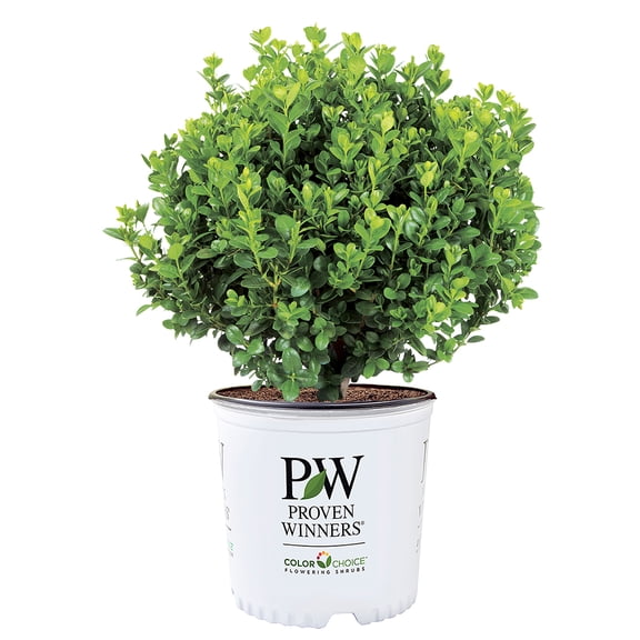 Proven Winners ColorChoice Neatball Boxwood Live Shrub (1 Gallon)