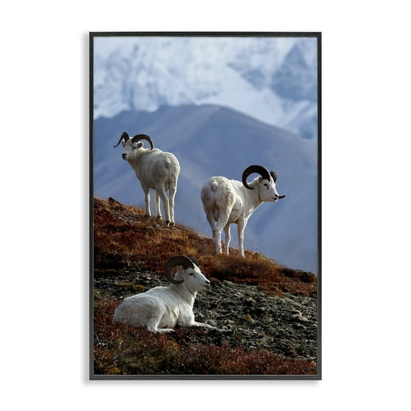 Stupell Industries Dall Sheep on Cliff Landscape & Nature Photography Black Framed Art Print Wall Art, 12 x 18
